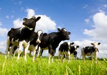 Image of dairy cows grazing in pasture. Photo courtesy of Adobe Stock. 