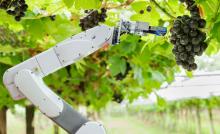 robot arm grabbing grape from vine, courtesy of adobe stock
