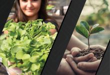 Left image of women holding plant. Right image two hands holding together a green young plant. Images courtesy of Adobe Stock. 