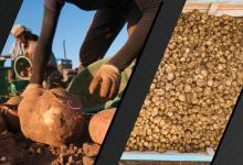 Left image of farmer picking potatoes. Right image of a truckload of potatoes. Images courtesy of Adobe Stock. 