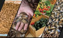 Far left image of a truck full of potatoes, left middle image of hand holding oysters. Middle right image of various fresh peppers at a farmers market and far right image of honey bees in a hive. Photos courtesy of Adobe Stock. 