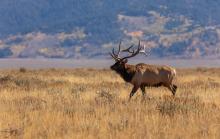 Bull elk in autumn in Wyoming. Image courtesy of Adobe Stock. 