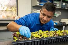 Dr. Sandoya Miranda examining plants in a lab. Courtesy UF/IFAS Tyler Jones.