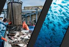 Left image of Fresh caught halibut drop from the bottom of a transport basket. Right image of large school of fish. Courtesy of Adobe Stock. 