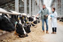 Dairy farm producer consulting with veterinarian. Image courtesy of Adobe Stock. 