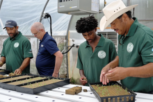 Members of the Mashantucket Pequot Tribal Nation and Extension educator transplanting hydroponic lettuce at the Meechooôk Farm. Meechooôk Farm produces lettuce, tomato, and herbs hydroponically, and three sisters (corn, bean, and squash), pumpkin, strawberry, blueberry, and many other crops in the field. (Remsberg Inc.)