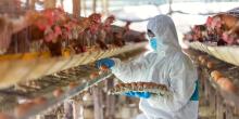 Worker in egg farm inspects eggs, courtesy of Adobe Stock