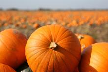 Close up on pumpkin in a pumpkin patch. Image courtesy of Adobe Stock. 