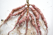 The most notable symptom of guava root-knot nematode is called galling, which appears as clumps of knots on the plant’s roots, or sometimes on the surface of root crops such as sweet potato, white potato and carrot. Credit: Clemson University. 