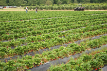 Field of strawberry plants. Courtesy of Alabama Extension Flickr. 