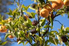 Orange tree showing citrus disease