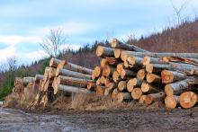 Image of harvested timber, courtesy of Adobe Stock