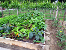 Vegetables in raised garden bed. Image courtesy of Adobe Stock. 