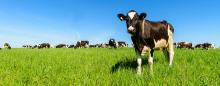 cow in field, Adobe Stock