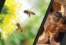 Images of bees. Courtesy of Adobe Stock. 