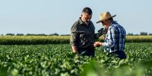 two men examining crops in field, Adobe Stock