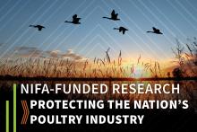 Image of birds in flight at sunset. Text reads, "NIFA-funded research protecting the nation's poultry industry."