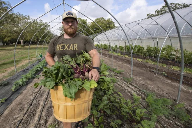 Cody Scott harvests a mix of organic beets at Green Bexar Farm, in Saint Hedwig, Texas, near San Antonio, on Oct 21, 2020. Cody and Natalie Scott started with a 10-acre pecan grove in 2017 and has since converted one acre for a wide variety of produce on micro irrigated beds outdoors and in three seasonal high tunnels.