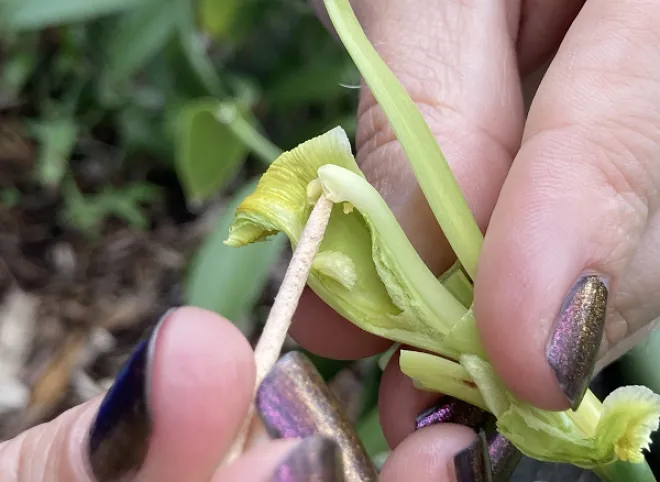 The flower parts of vanilla are so specialized that the plant needs to be hand pollinated. University of Florida researchers are searching for native pollinators that will do the job. Photo credit: Southern SARE